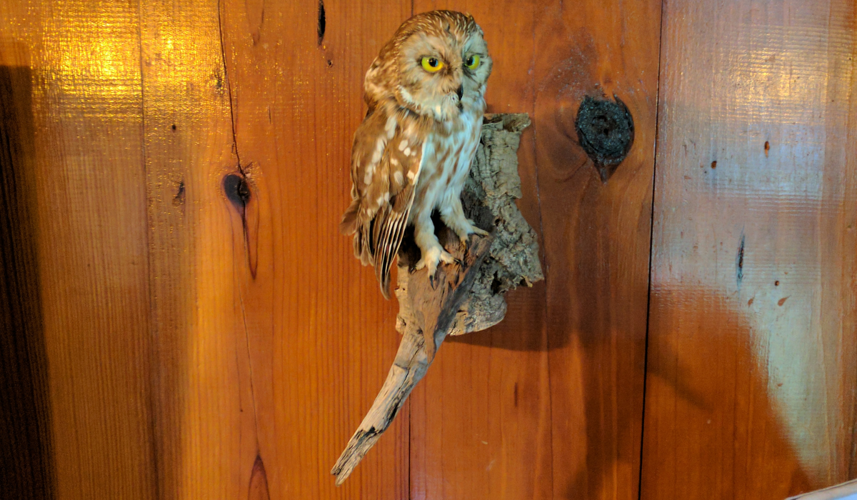 Taxidermy owl